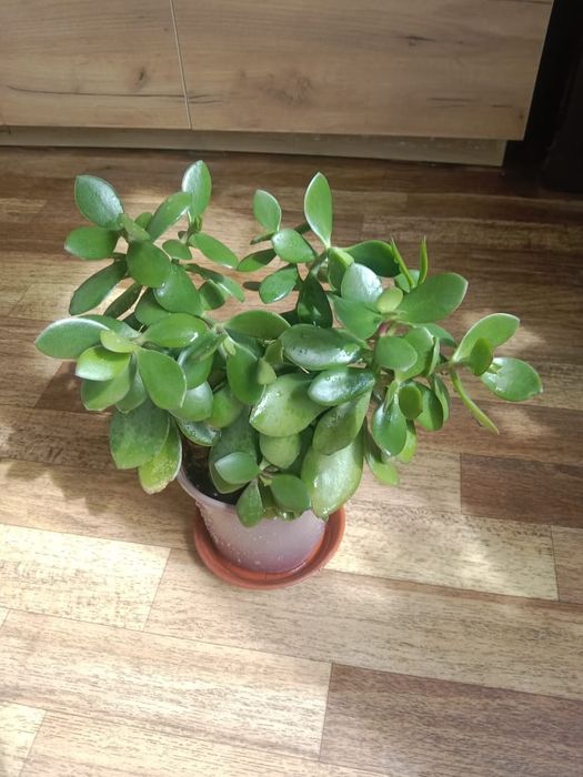 Денежное дерево - Тростянка