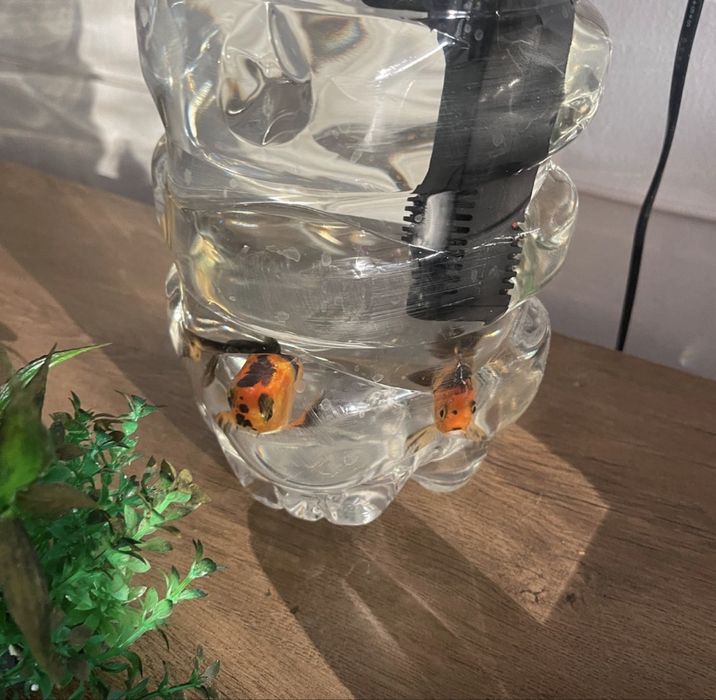 2 pesti colorati gratis