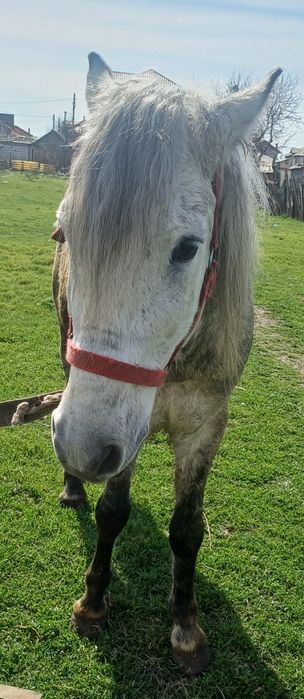 Cal de vânzare sau schimb