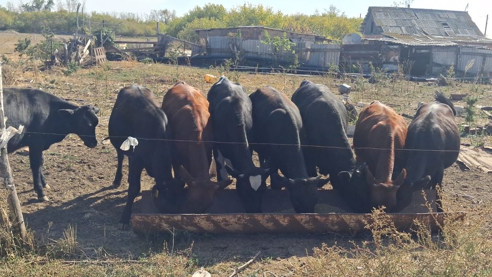 Продам телят в количестве 8 голов