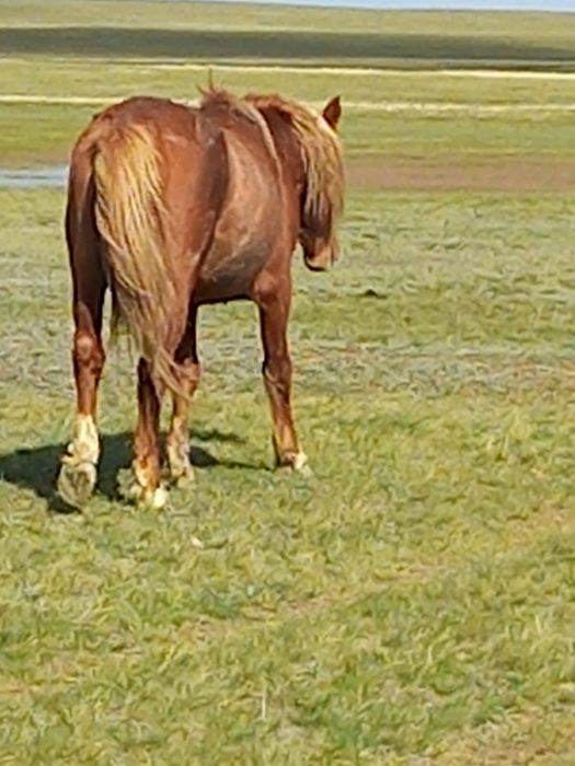 Айғыр сатам мінгі