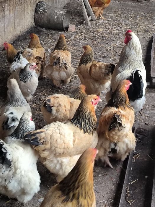 Продам клушки Брамы