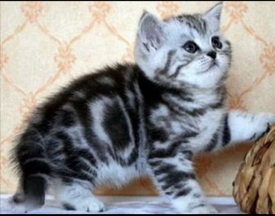 Шотландские чистокровные шиншиллы