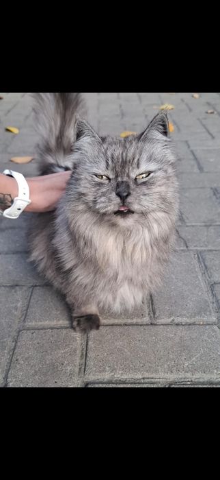 Кошка бывшедомашняя длинношерстная