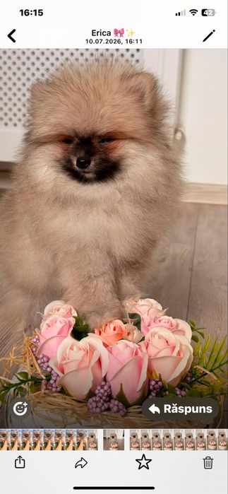 Pomeranian Boo Teddy Bear Mini Toy – Pui de vânzare | Pedigree FCI | Canisă Acreditată - animal de companie - jucarie - cel mai frumos cadou