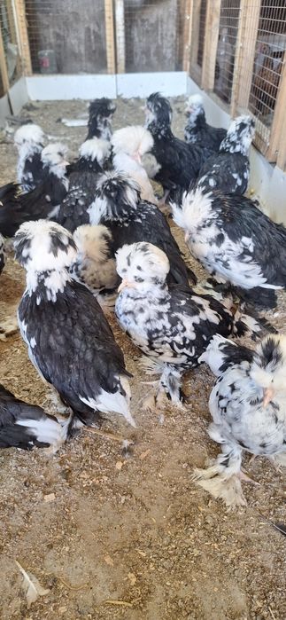 Сссссссссссссссссссспппппппппппппппппппппппппппппмппппппппппппппппппмп