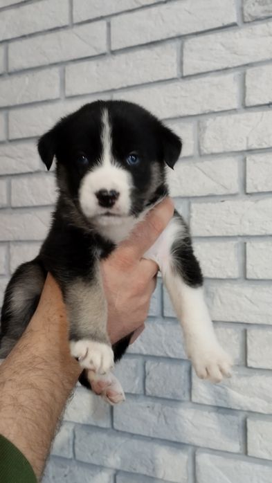 Отдам щенков в добрые руки