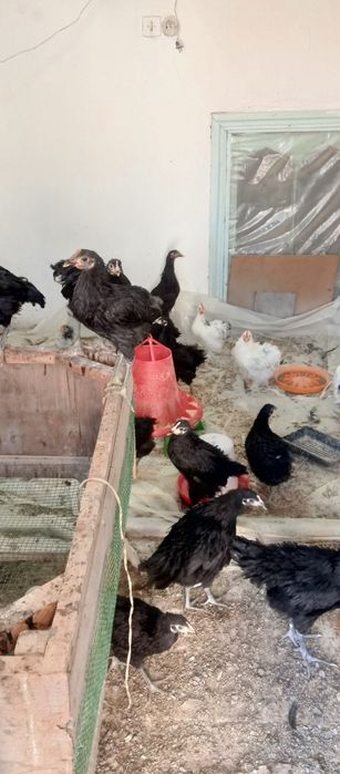 Кора Шахзода товук тухумлари сотувда