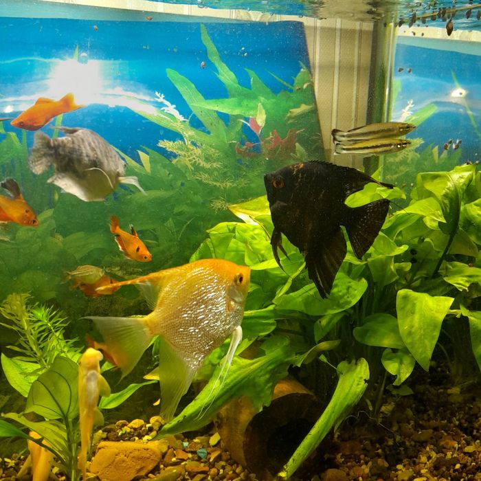 Аквариум 180л и тумба под него