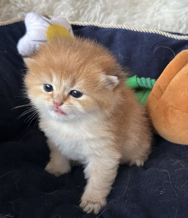 Златни британски чинчили