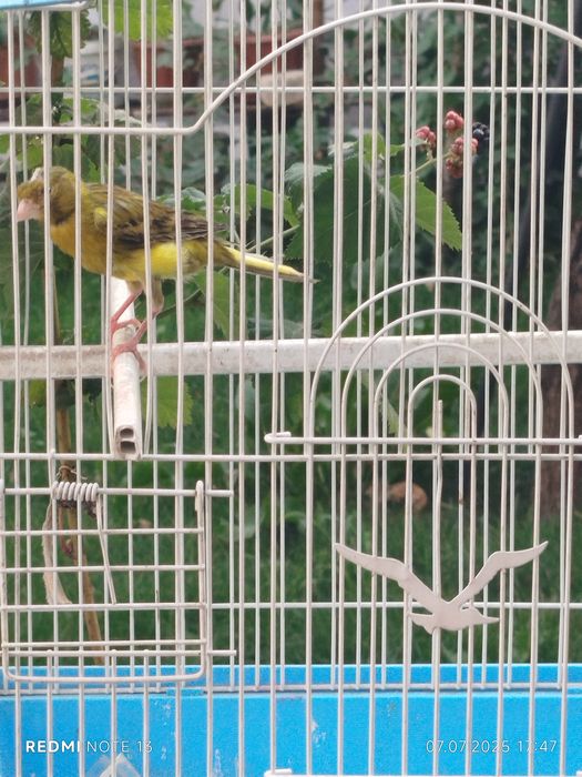 Kanareyka moda 3 yosh