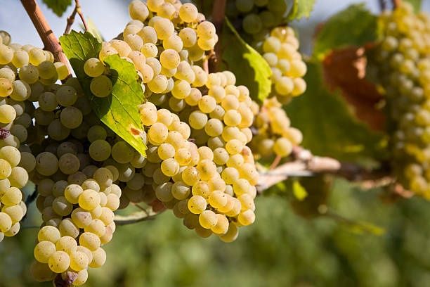 Struguri de vin / Dela Producători de inalta calitate