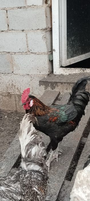 Продаю петуха , за 7000