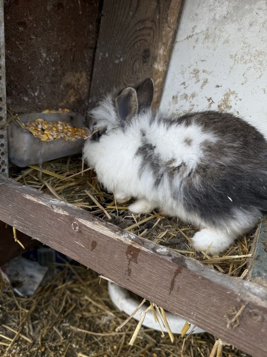 Cap de leu  iepurasi