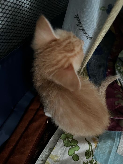 Отдам котят в добрые ручки)