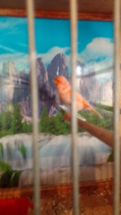 Канарейки, королевские