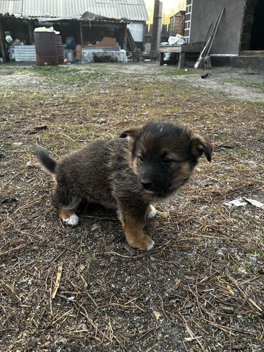 Отдам щенят в добрые руки!