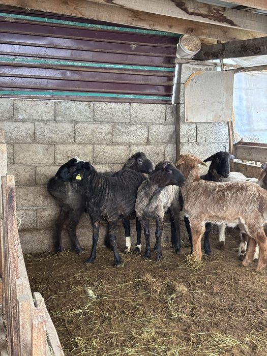 Бараны продам 6шт Туркестан