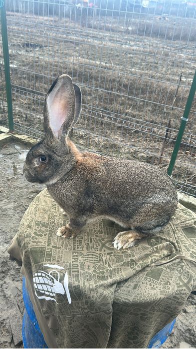 Disponibili pui Urias German