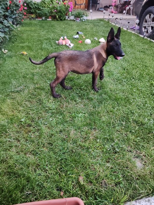 Ciobanesc Belgian Malinois
