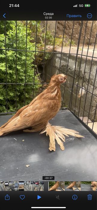 Голубка желтый самка