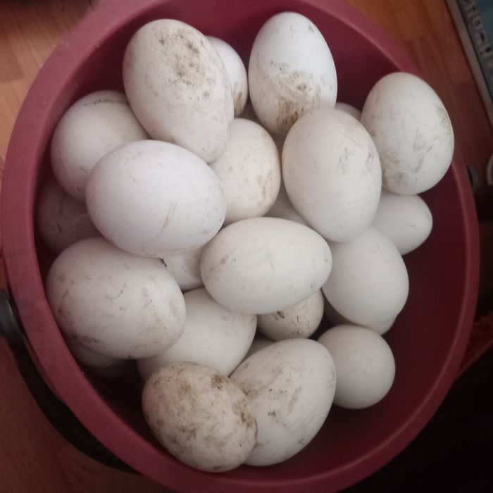 Vând oua de gâsca valea larga