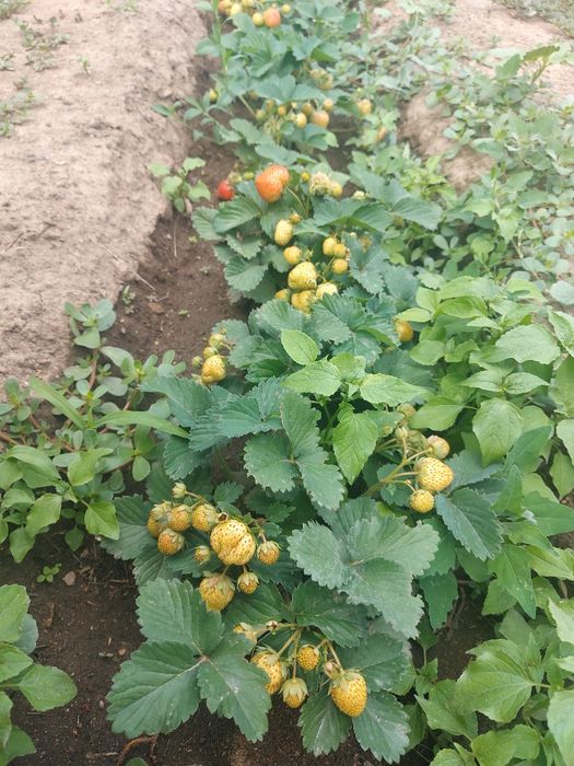 Продам саженцы клубники.