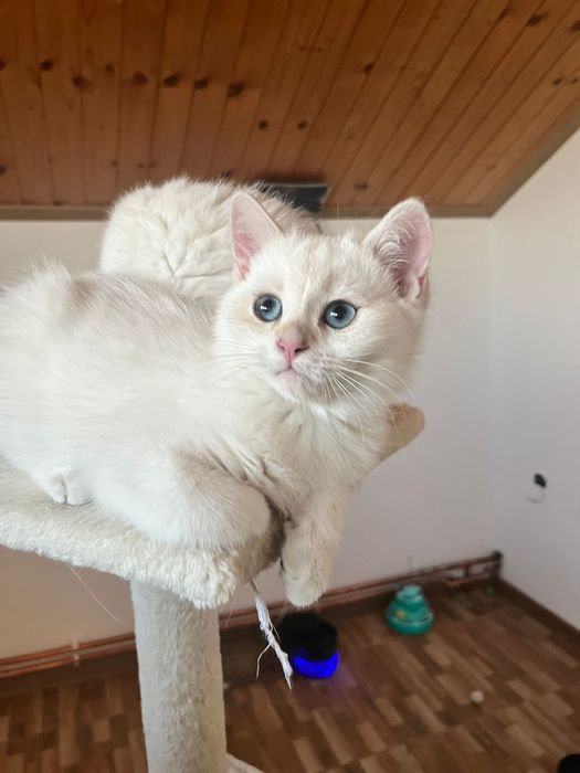 Pui British cu Pedigree – Felisa Cleopatra's Mistery