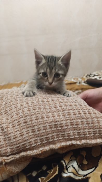 Отдам котят бесплатно