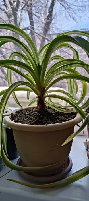 Хлорофитум кудрявый