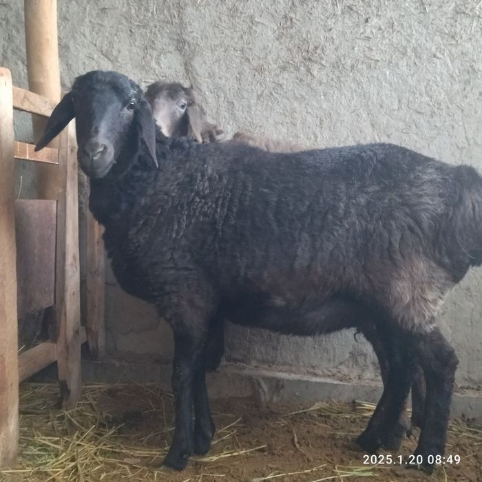 Bug'oz, semiz qo'ylar