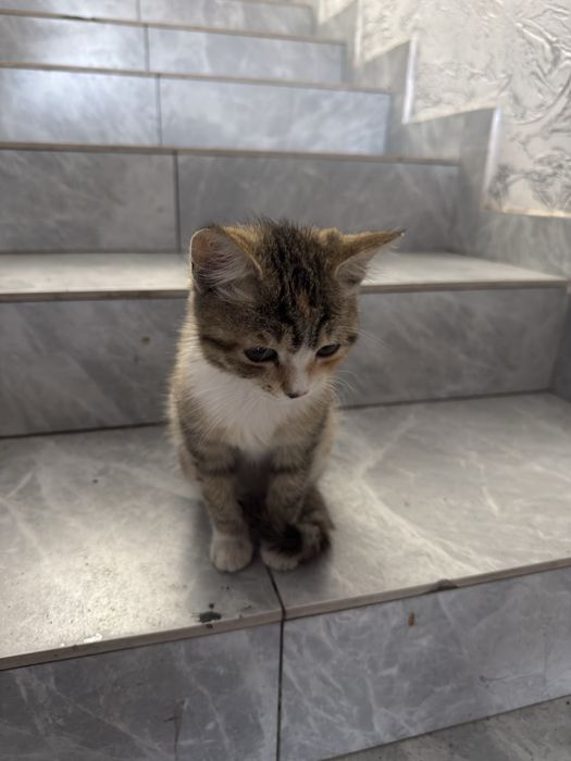 Отдам кошка (маленький котенок)