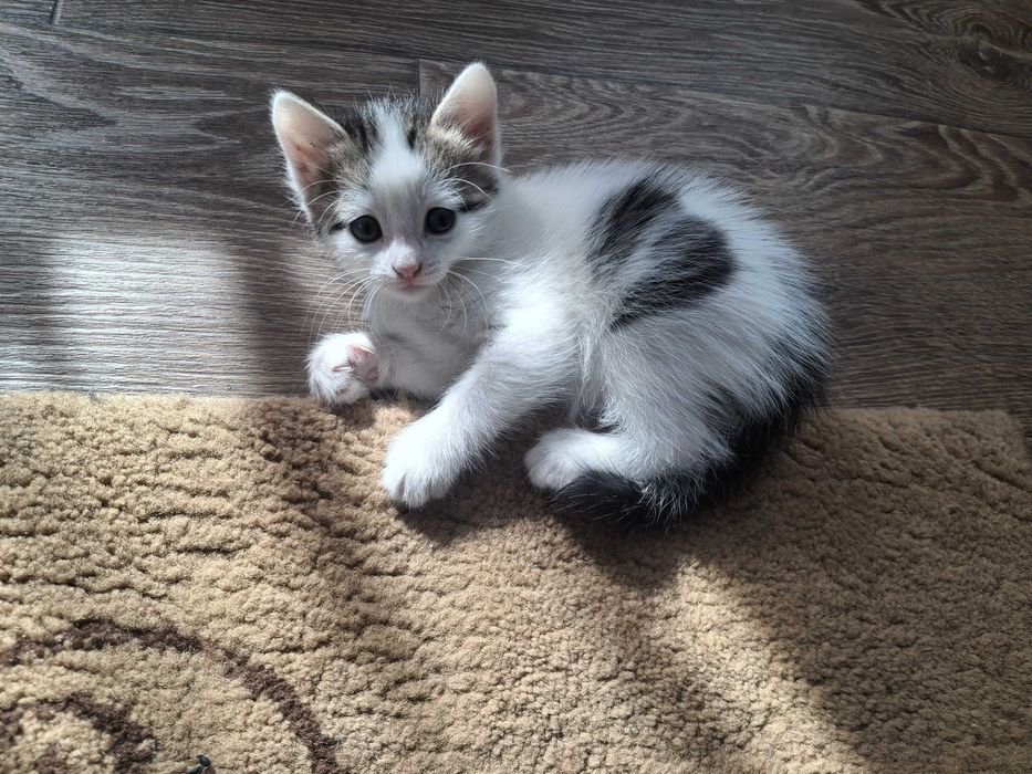 Отдам котят в добрые руки