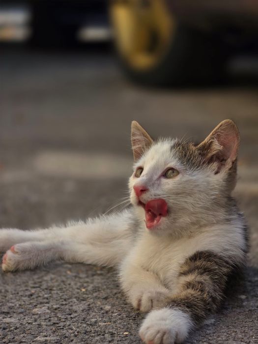 Отдам котят в хорошие руки
