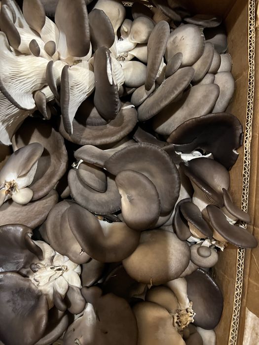 Продам теплицу под грибы (вешенки)