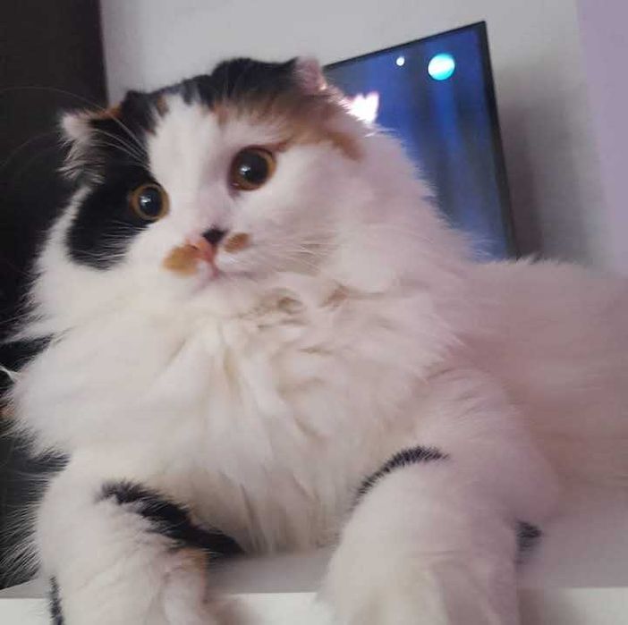 Подарявам котка за гр.Варна
