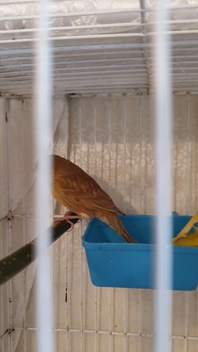 Продаётся самка канарейка