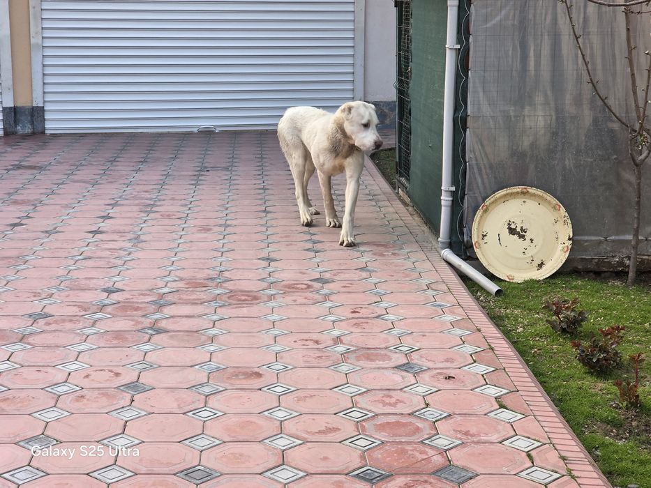 Продам туркменского алабая 10 месяцев