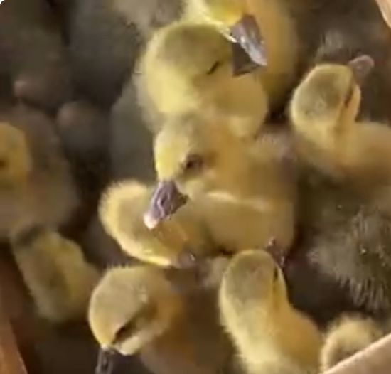 Каз балапандары сатылады