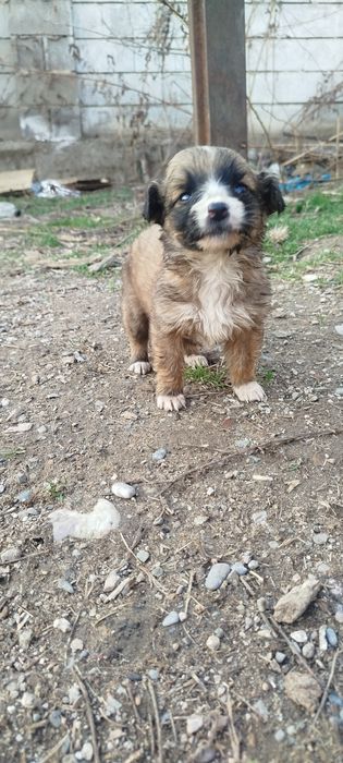 Отдам в хорошие руки щенков