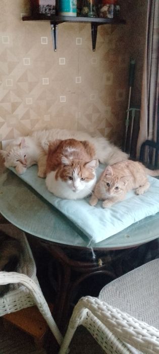 Меня зовут Персик!