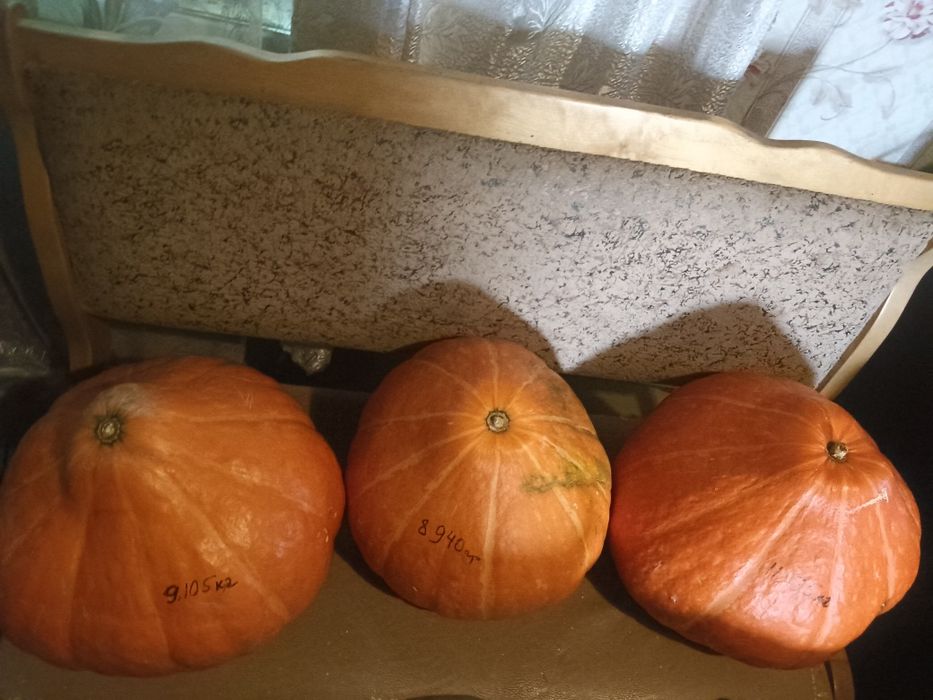 Продам разных размер тыкв
