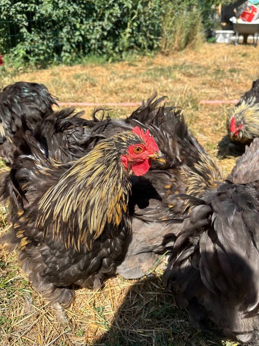 Петли Мини Кохин