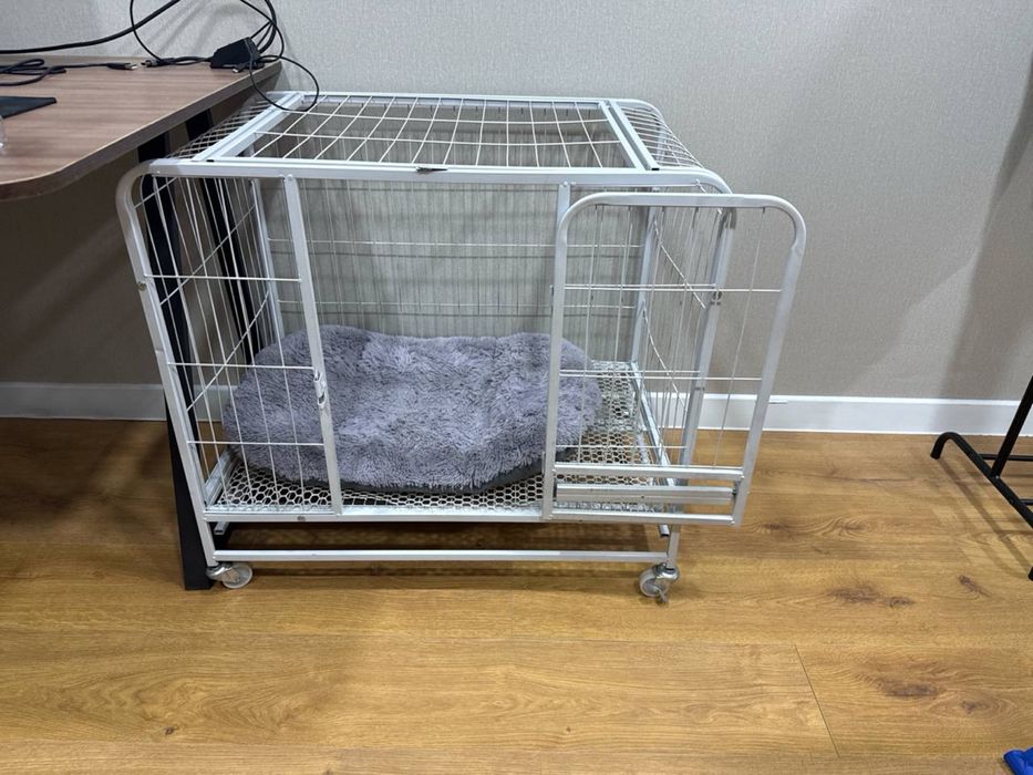 Той терьер ( мальчик)