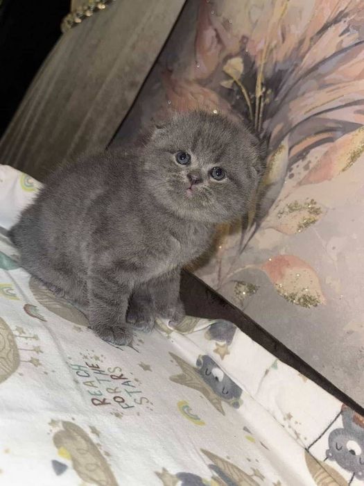 Mushuk (skottish fold)