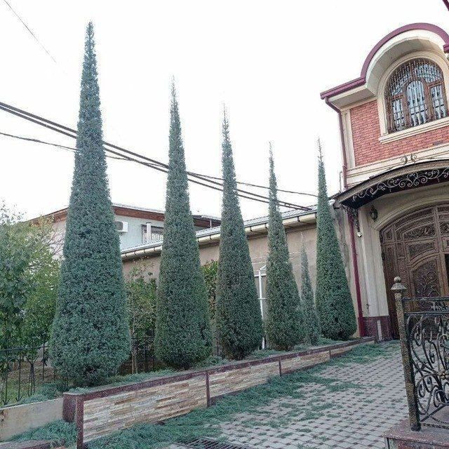 Archa kesish ekish gazon qilamiz lamshat qilamiz