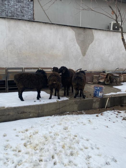 Тоқты қошқарлар сатылымда