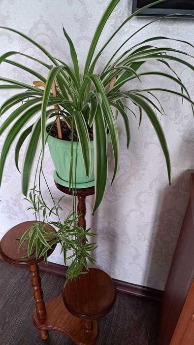 Продам хлорофитум