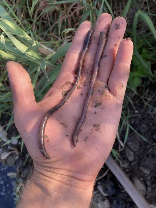 Попово Прасе и едри червеи стръв  за Риба