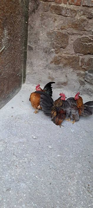 Продавам малай серама.